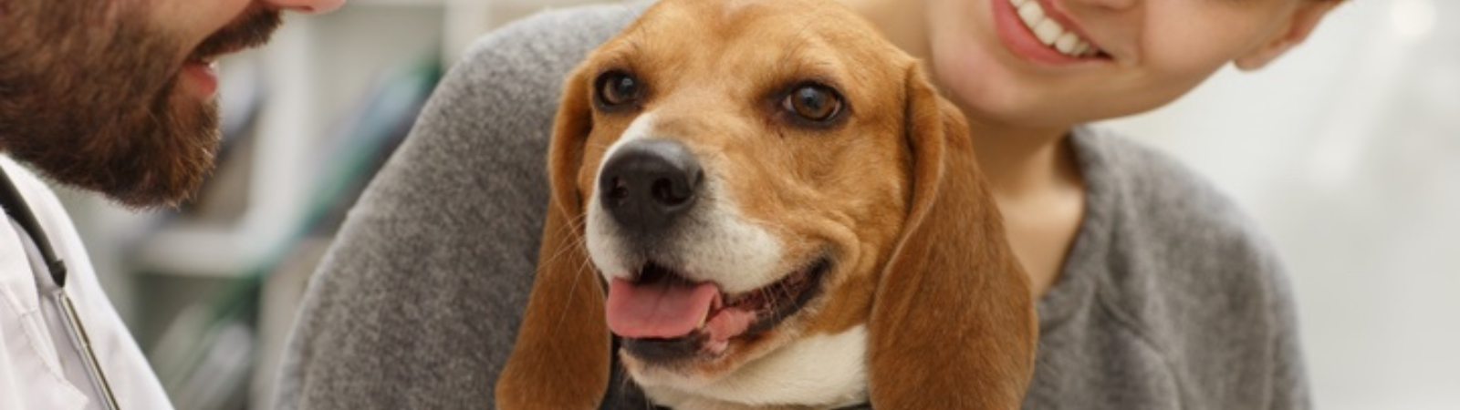 happy beagle with veterinarians